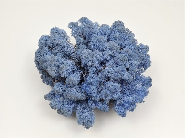 Lavender Blue - Licheni stabilizati premium